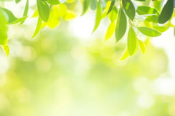 Doğal yaprak yeşili. Konsept organik yapraklar yeşil ve temiz ekoloji yaz güneşi bitkileri manzarasında. Bokeh parlak yeşil kullanım dokusu duvar kağıdını doğal arkaplan olarak bulanıklaştırdı. Seçici odak