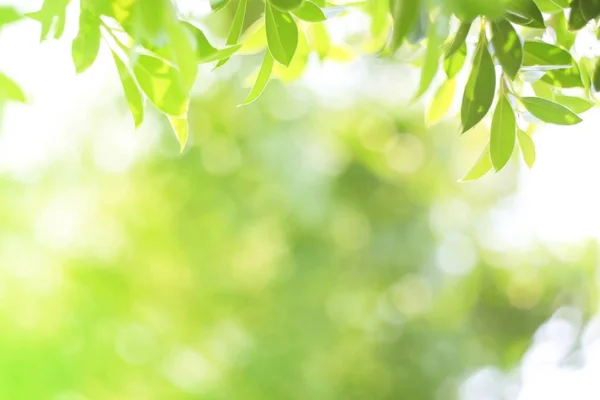 Doğal yaprak yeşili. Konsept organik yapraklar yeşil ve temiz ekoloji yaz güneşi bitkileri manzarasında. Bokeh parlak yeşil kullanım dokusu duvar kağıdını doğal arkaplan olarak bulanıklaştırdı. Seçici odak