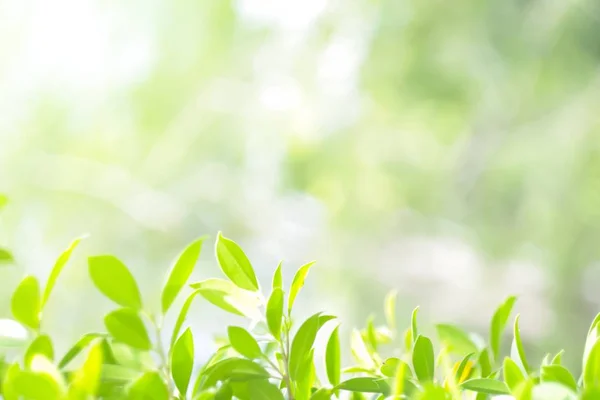 Doğal yaprak yeşili. Konsept organik yapraklar yeşil ve temiz ekoloji yaz güneşi bitkileri manzarasında. Bokeh parlak yeşil kullanım dokusu duvar kağıdını doğal arkaplan olarak bulanıklaştırdı. Seçici odak