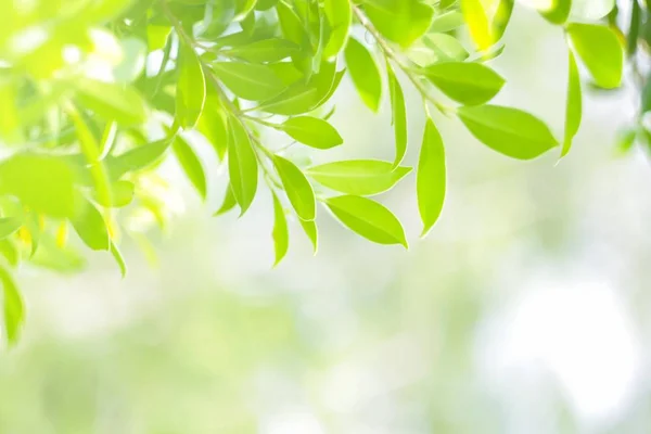 Doğal yaprak yeşili. Konsept organik yapraklar yeşil ve temiz ekoloji yaz güneşi bitkileri manzarasında. Bokeh parlak yeşil kullanım dokusu duvar kağıdını doğal arkaplan olarak bulanıklaştırdı. Seçici odak