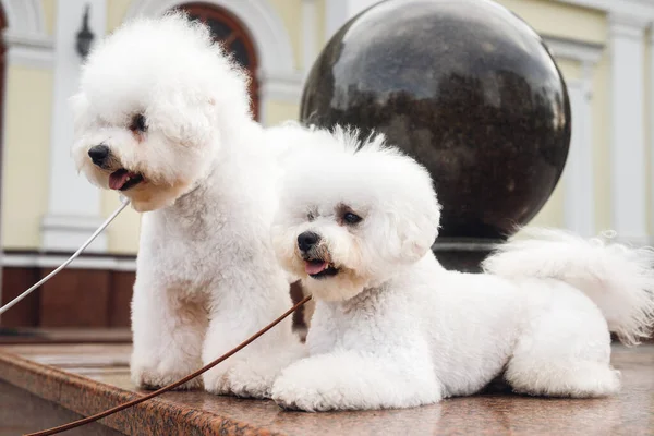 İki küçük köpek yavrusu Bichon Frize sokakta. Siyah topun yanındaki iki beyaz köpeği kapat.