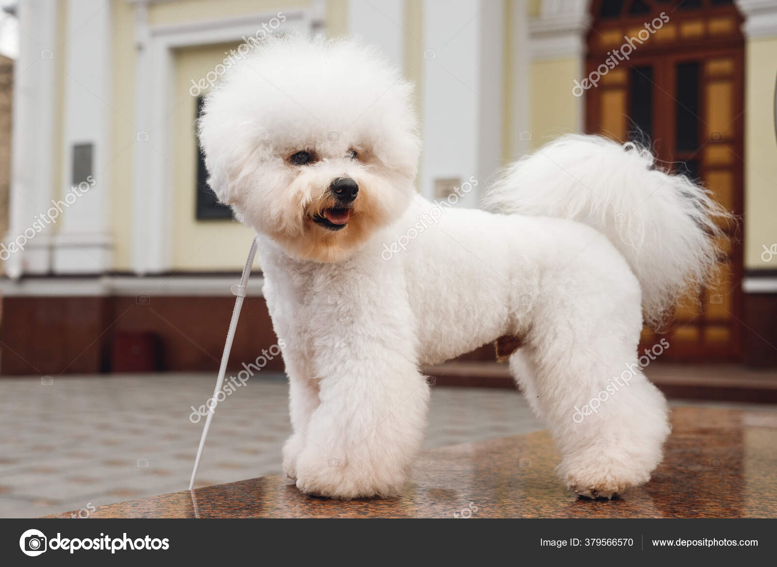 small white dog bichon frise