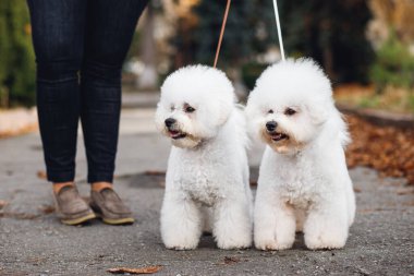 Two fluffysmall puppy Bichon Frize on the street. Two white dogs look away clipart