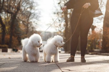 Sokakta iki pofuduk köpek yavrusu Bichon Frize. İki beyaz köpek uzağa bakıyor.