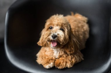 Oyuncak kaniş siyah sandalyeye uzanıyor ve kamerada dilini gösteriyor. Zencefilli köpeğin yakın portresi