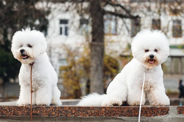İki küçük köpek yavrusu Bichon Frize burada kalıp sokağa bakmıyor. İki beyaz köpek yan yana oturur.