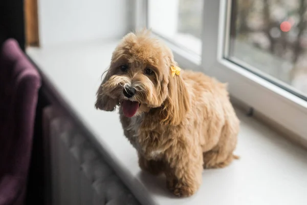 Oyuncak kaniş beyaz pencere pervazına uzanıp kameraya bakar. Zencefilli köpeğin yakın portresi