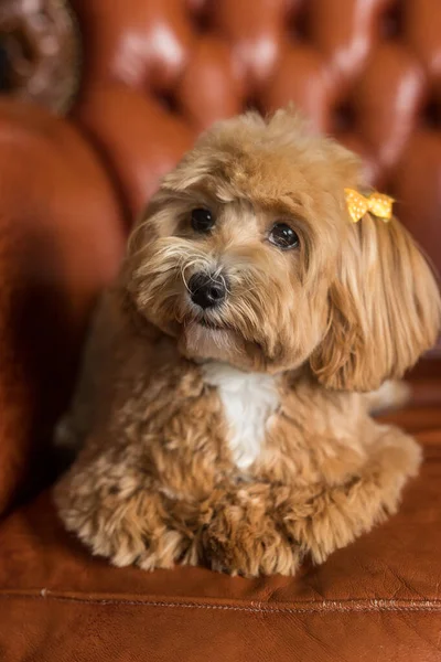Zabawkowy Pudel Leżący Brązowej Sofie Patrzący Kamerę Portret Imbirowego Psa — Zdjęcie stockowe