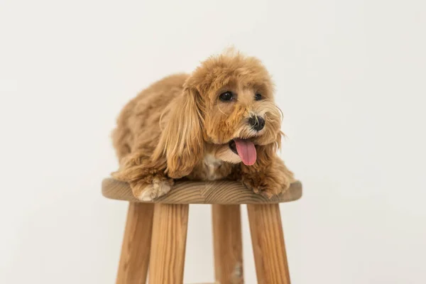 Juguete Caniche Acostado Silla Madera Mostrar Lengua Cámara Retrato Perro — Foto de Stock