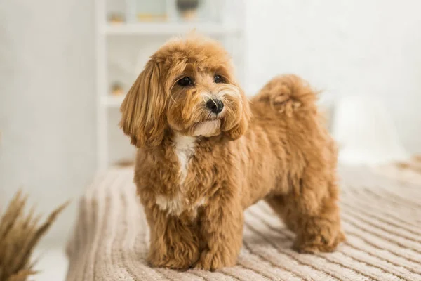 Yumuşak oyuncak kaniş kahverengi kapaklı yatakta duruyor. Sarı tokalı zencefilli köpeğin portresi.
