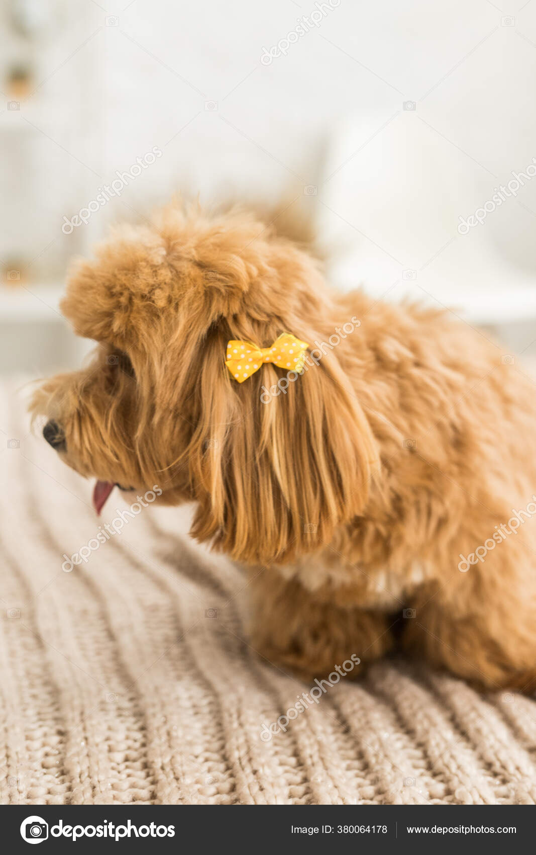 有黄色发夹的玩具狮子狗躺在床上上面有褐色的被子生姜狗的特写 图库照片 C Kotikov
