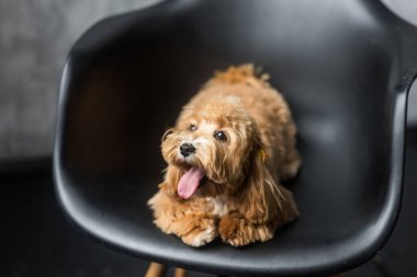 Oyuncak kaniş siyah sandalyeye uzanıyor ve dilini gösteriyor. Kızıl köpeğin portresi.