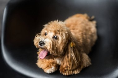 Oyuncak kaniş siyah sandalyeye uzanıyor ve dilini yana doğru gösteriyor. Zencefilli köpeğin yakın portresi