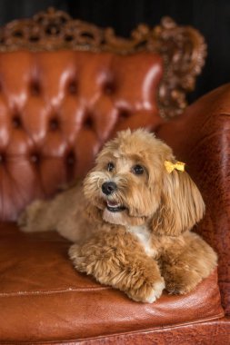 Oyuncak köpek kahverengi kanepede yatar ve başka yere bakar. Sarı tokalı zencefilli köpeğin portresi.