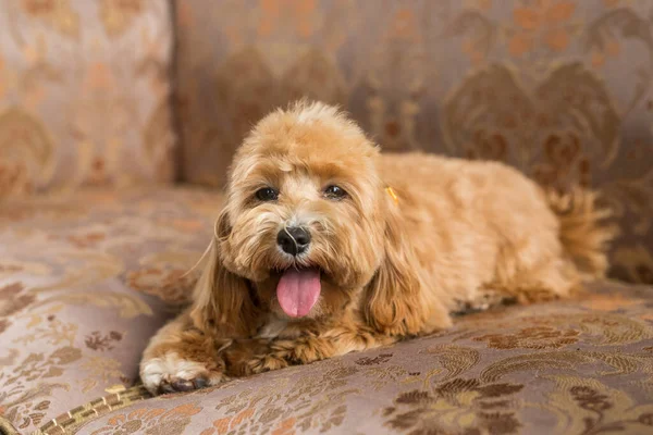 Oyuncak Kaniş Kahverengi Kanepede Uzanıyor Kamerada Dilini Gösteriyor Zencefilli Köpeğin — Stok fotoğraf