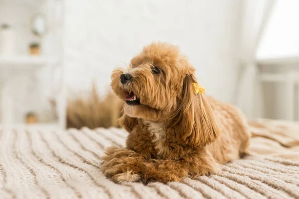 Küçük oyuncak kaniş kahverengi örtüyle yatakta yatıyor. Sarı tokalı zencefilli köpeğin portresi.