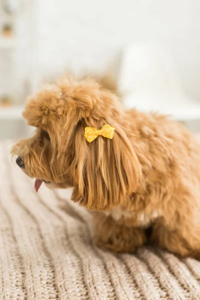 有黄色发夹的玩具狮子狗躺在床上 上面有褐色的被子 生姜狗的特写 — 图库照片