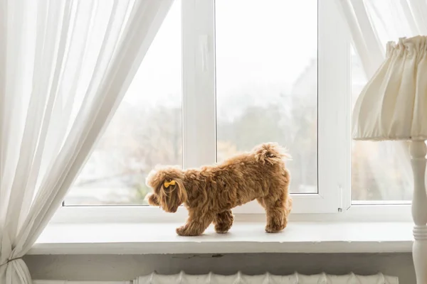 Sarı saç tokasıyla pencerenin yanında pofuduk bir kaniş duruyor. Zencefilli köpeğin yan görünüşü Başka yere bak