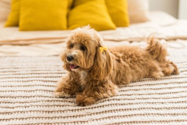 Yumuşak oyuncak kaniş kahverengi örtüyle yatakta yatıyor. Sarı tokalı zencefilli köpeğin portresi.