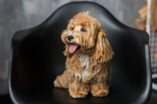 Brinquedo Poodle Deitado Cadeira Preta Mostrar Língua Para Lado Retrato — Fotografia de Stock