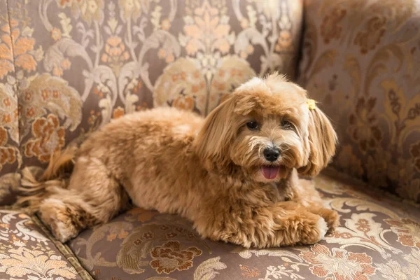 Oyuncak Köpek Kahverengi Kanepede Uzanıyor Kamerada Dilini Ağzını Gösteriyor Zencefilli — Stok fotoğraf