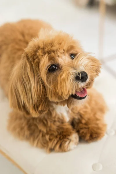 Oyuncak kaniş beyaz kol kılları üzerinde yatıyor ve kamerada ağızlık takıyor. Kızıl köpeğin yakın plan portresi.