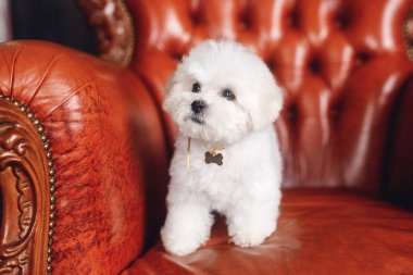 Küçük beyaz bir Bichon Frize başka tarafa bakıyor. Beyaz köpek kahverengi koltukta