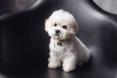 Kamerada beyaz bir Bichon Frize görüntüsü. Siyah koltukta beyaz köpek yavrusu
