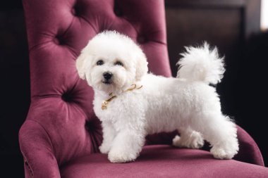 Küçük beyaz bir Bichon Frize durup kameraya bakar. Beyaz köpek menekşe koltukta