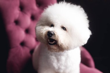 Komik beyaz bir Bichon Frize durup kameraya bakar. Beyaz köpek yavrusunu menekşe koltuğa kapat.