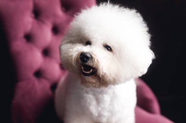 A funny white Bichon Frize stand and look in camera. Close up white puppy on violet armchair clipart