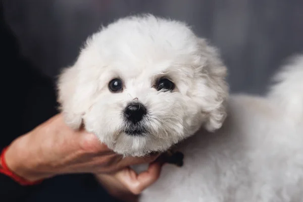 Kamerada Beyaz Bir Bichon Frize Görüntüsü Beyaz Yavru Köpek Portresi — Stok fotoğraf