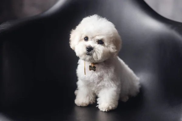 Pouco Branco Bichon Frize Olhar Câmera Cachorrinho Branco Poltrona Preta — Fotografia de Stock