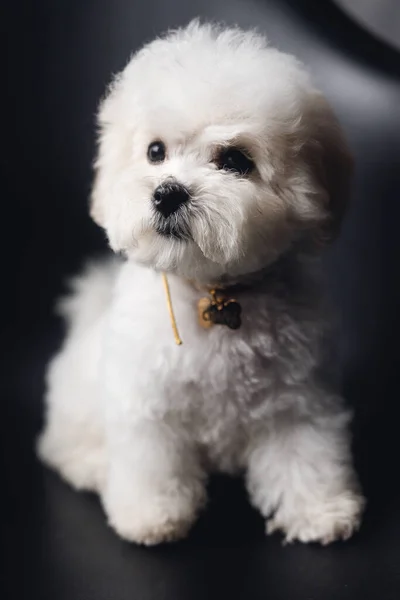 Küçük beyaz bir Bichon Frize başka tarafa bakıyor. Beyaz köpek yavrusunu siyah koltuğa kapat.