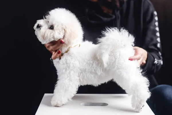 Bichon Frize站在架子上白色的狗坐在深色背景的白色椅子上 — 图库照片