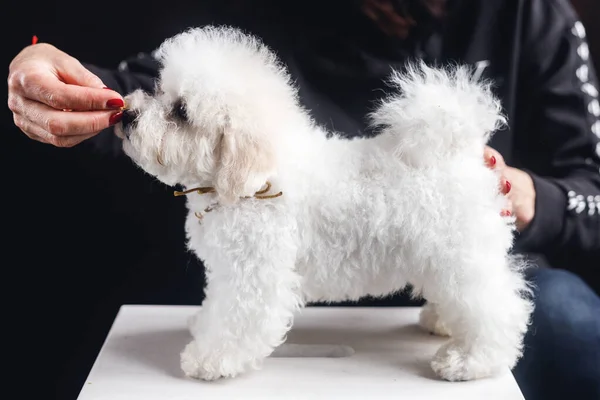 Bichon Frize Stoi Półce Paszę Biały Pies Odwraca Wzrok Białym — Zdjęcie stockowe