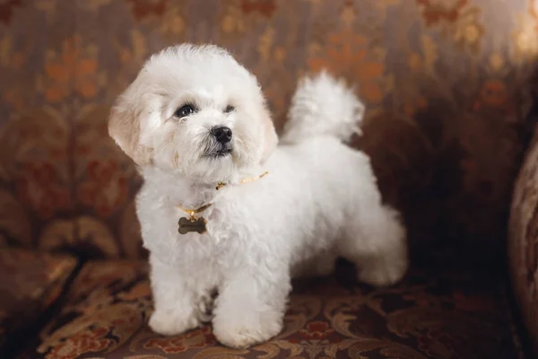 Pouco Bichon Frize Branco Desviou Olhar Cachorrinho Branco Poltrona Impressão — Fotografia de Stock