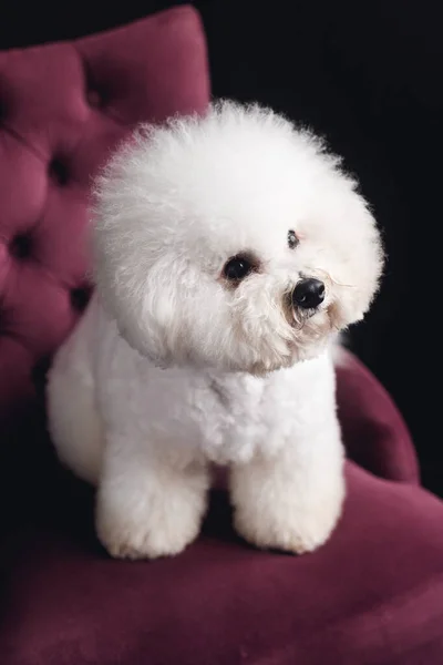 Blanco Esponjoso Bichon Frize Pie Mirar Cámara Cachorro Blanco Sillón — Foto de Stock