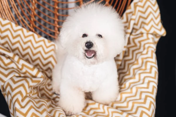 Engraçado Branco Bichon Frize Ficar Olhar Para Câmera Cachorrinho Branco — Fotografia de Stock