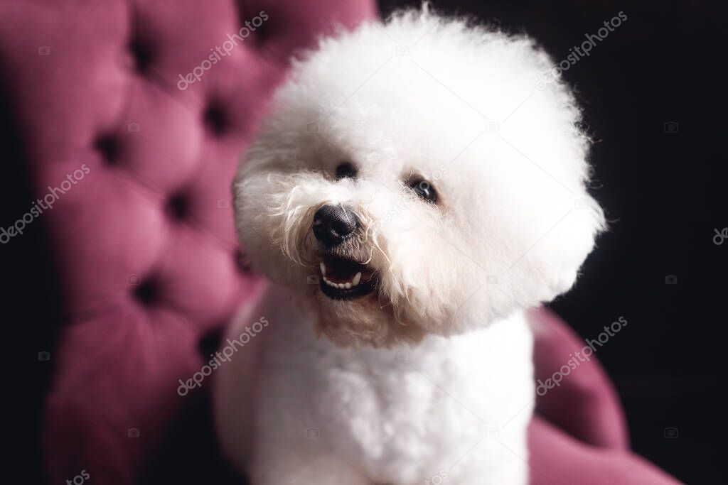 A funny white Bichon Frize stand and look in camera. Close up white puppy on violet armchair