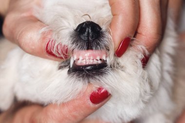Bichon Frize 'nin dişlerinin değerlendirilmesi. Beyaz tüylü köpeği kapat.