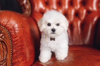 Kamerada beyaz bir Bichon Frize görüntüsü. Beyaz köpek kahverengi koltukta