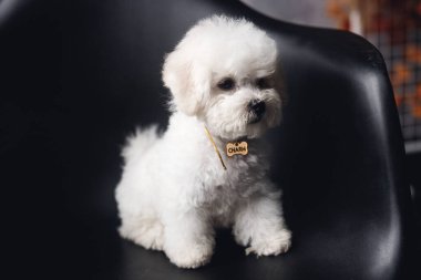 Küçük beyaz bir Bichon Frize başka tarafa bakıyor. Siyah koltukta beyaz köpek yavrusu