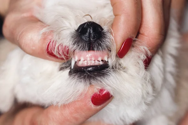 Bichon Frize 'nin dişlerinin değerlendirilmesi. Beyaz tüylü köpeği kapat.