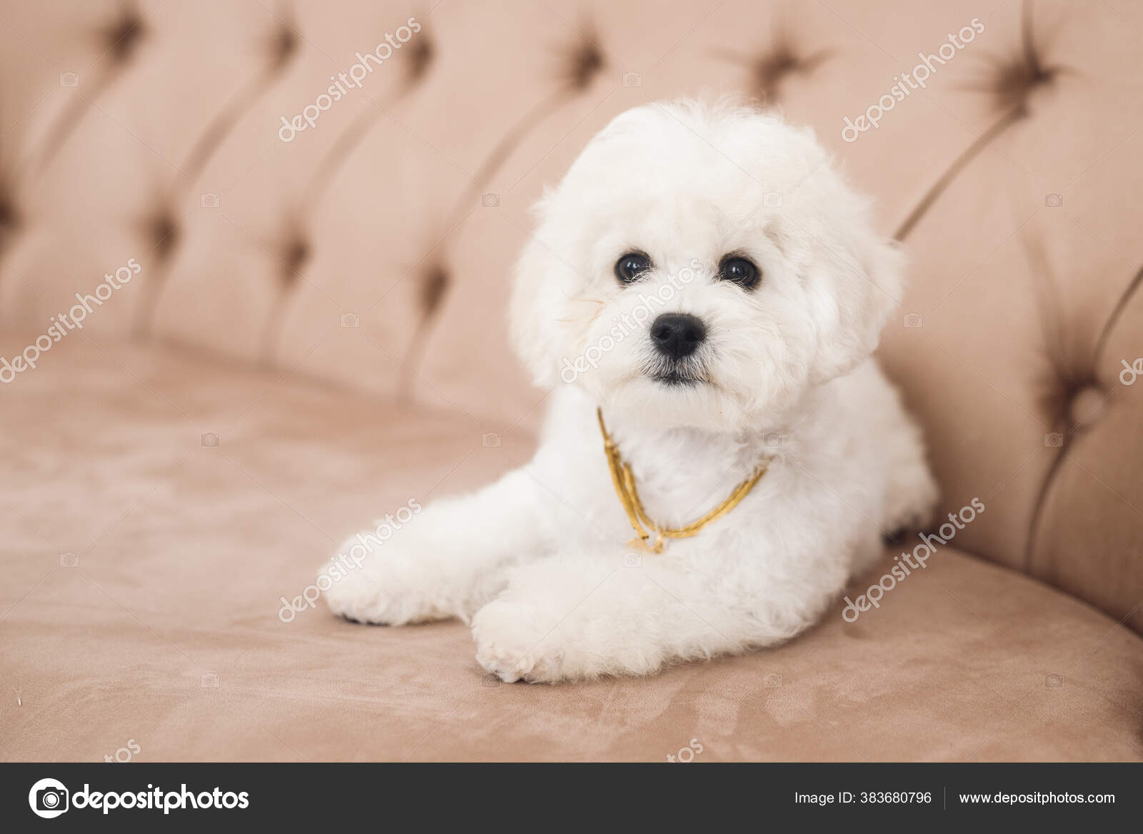 muzzle for bichon frise