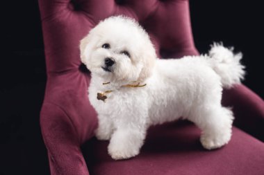 Küçük beyaz bir Bichon Frize durup kameraya bakar. Beyaz köpek menekşe koltukta