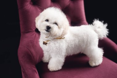 A little white Bichon Frize stand and look in camera. White puppy on violet armchair clipart