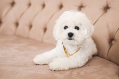 Kamerada pofuduk küçük Bichon Frize ağzı var. Beyaz köpek kahverengi koltukta oturuyor.