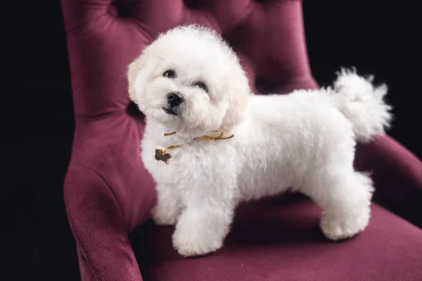 Küçük beyaz bir Bichon Frize durup kameraya bakar. Beyaz köpek menekşe koltukta