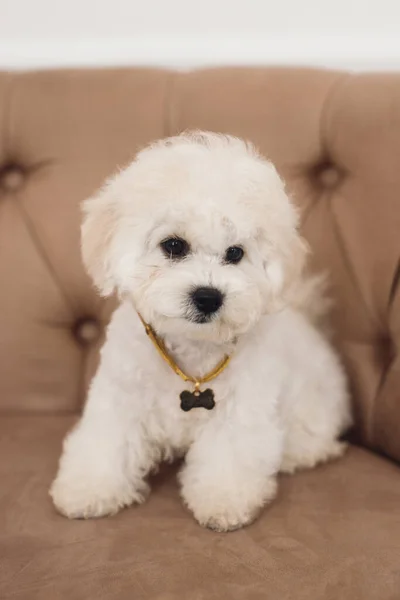 Close Little White Bichon Frize Muzzle Camera White Puppy Sit — Stock Photo, Image
